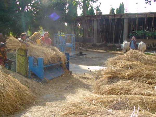 Paddy thresher operated by Bullock Driven    
    Rotary Unit
